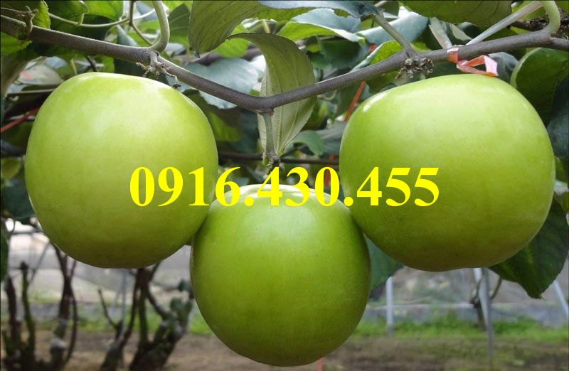 Cây giống táo đài loan